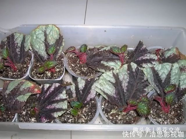 幼苗|秋海棠用叶子繁殖，一片叶可培育很多幼苗，用珍珠岩就行了