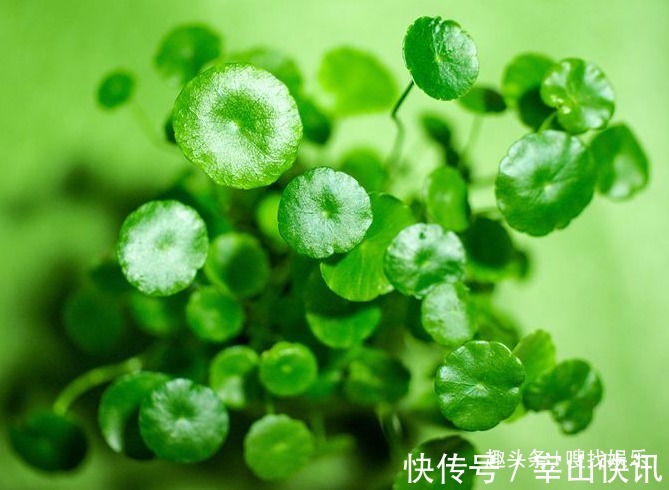 财源广进&此花姿态优美,碧玉的叶色呈现出清新脱俗之感,寓意为财源广进