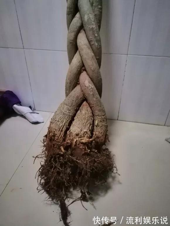 家里4种花，就要饿着养，盆小少浇水，反而长得好！