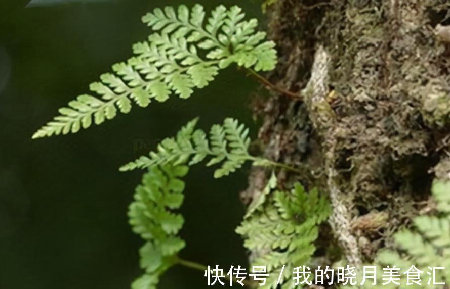 生命力|石缝里的植物，好多人没见过，若有幸遇见，就珍惜吧