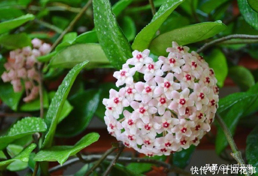 如果每人只许养一种花,建议“懒人”试试它,不用过多打理就很美