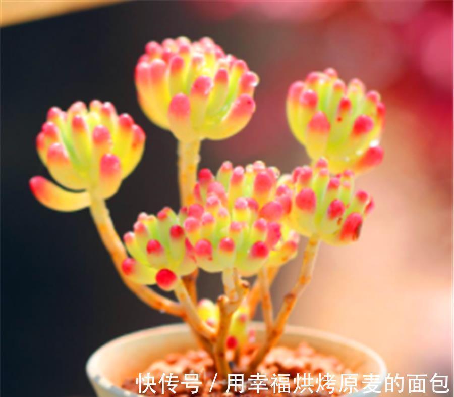 彩色果冻多肉中的“3朵姐妹花”,晶莹剔透颜色亮,出状态太美了