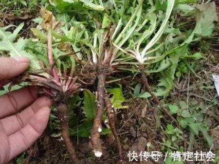 小肚子|蒲公英配它是“天然护肝王”，泡茶喝一周，小肚子不见了，肝好了