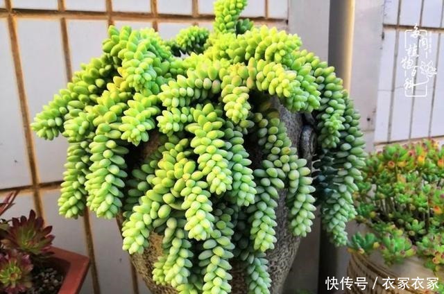 如何让多肉变美看看我是如何宠它们的!如何让多肉变美看看我是如何宠它们的!