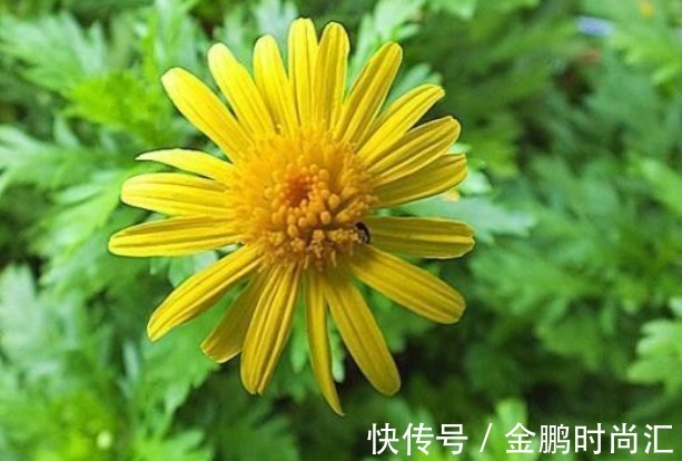 新手养花，不如养盆花中精品“情人菊”，似娇艳情人，美艳优雅