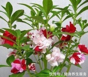 3种耐阴花,长久无光照样开花,养护省心不省美丽!