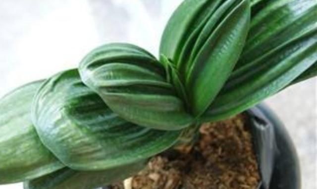 植株|君子兰叶子出现褶皱,3个方面没有做好,应及时改正