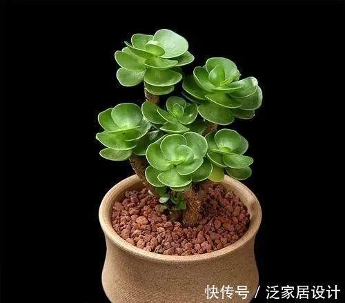 植物|8款颜值奇高的多肉植物,第4盆最好养,第5盆好多人见了就想掐