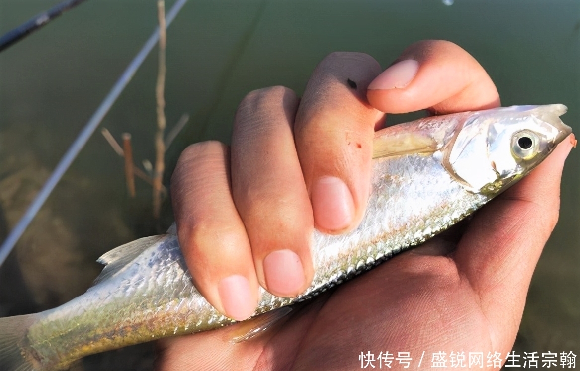 台钓白条鱼怎样“钓行程”?这些细节做好,钓白条犹如下网