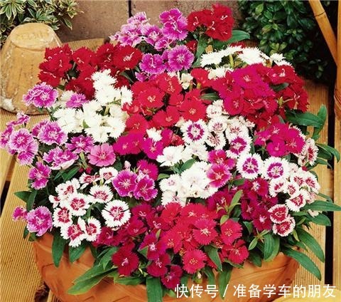 阳台养1种花,开花大半年,一开就成球,变成小花海!