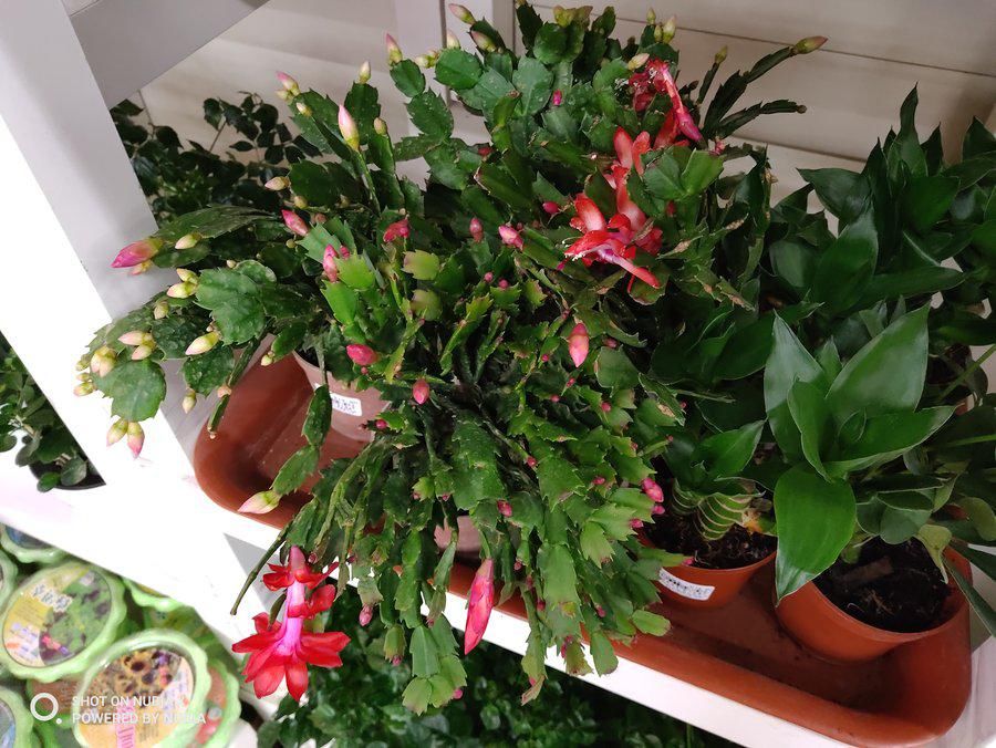 努比亚|实现全面屏的另一个方向 努比亚X全面评测