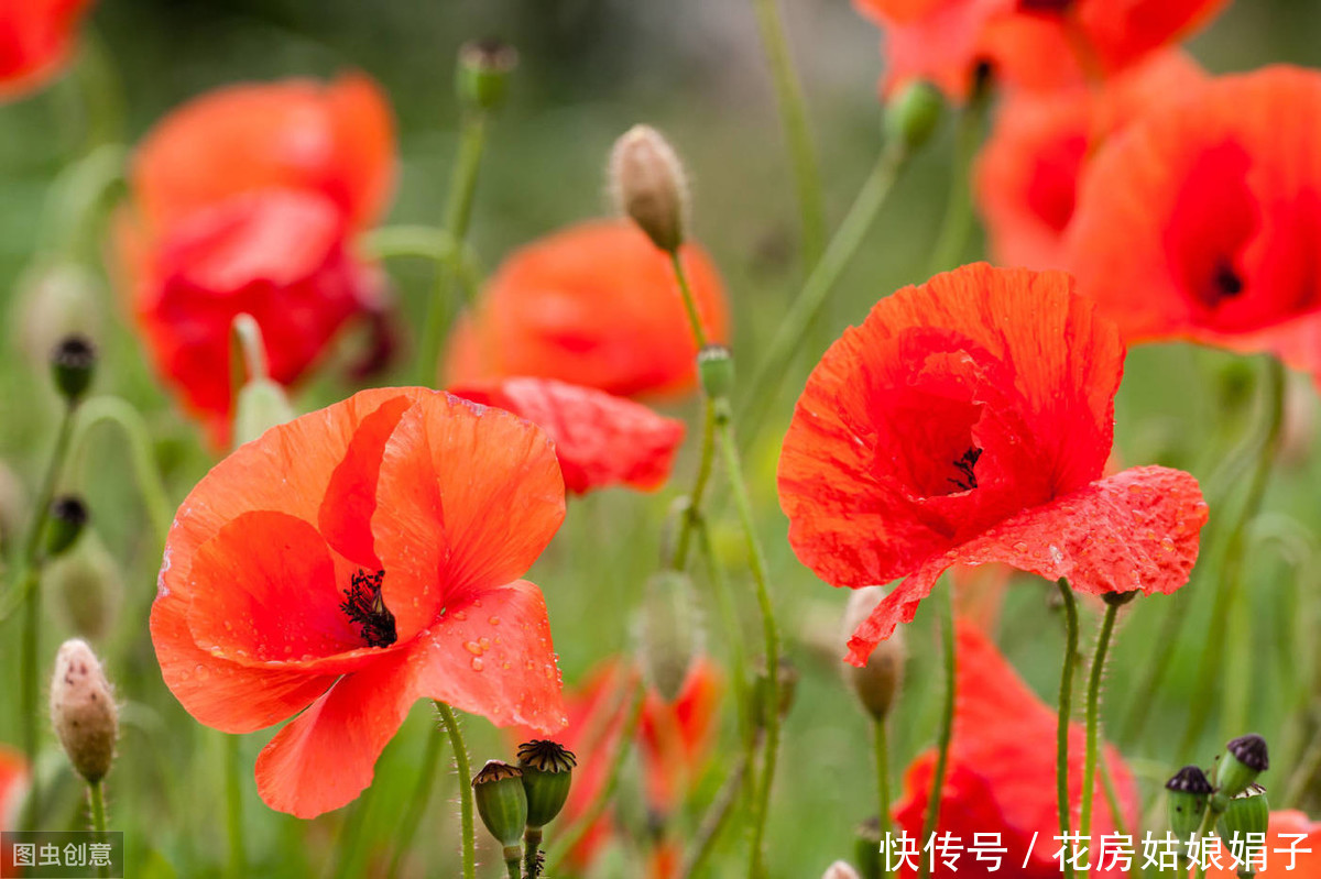 虞美人花开的季节，为霸王别姬返场打Call，从此爱上虞美人