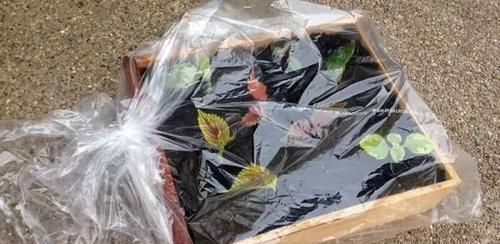  繁殖|买个保鲜盒扦插繁殖盆栽植物，成功率可以提高几倍