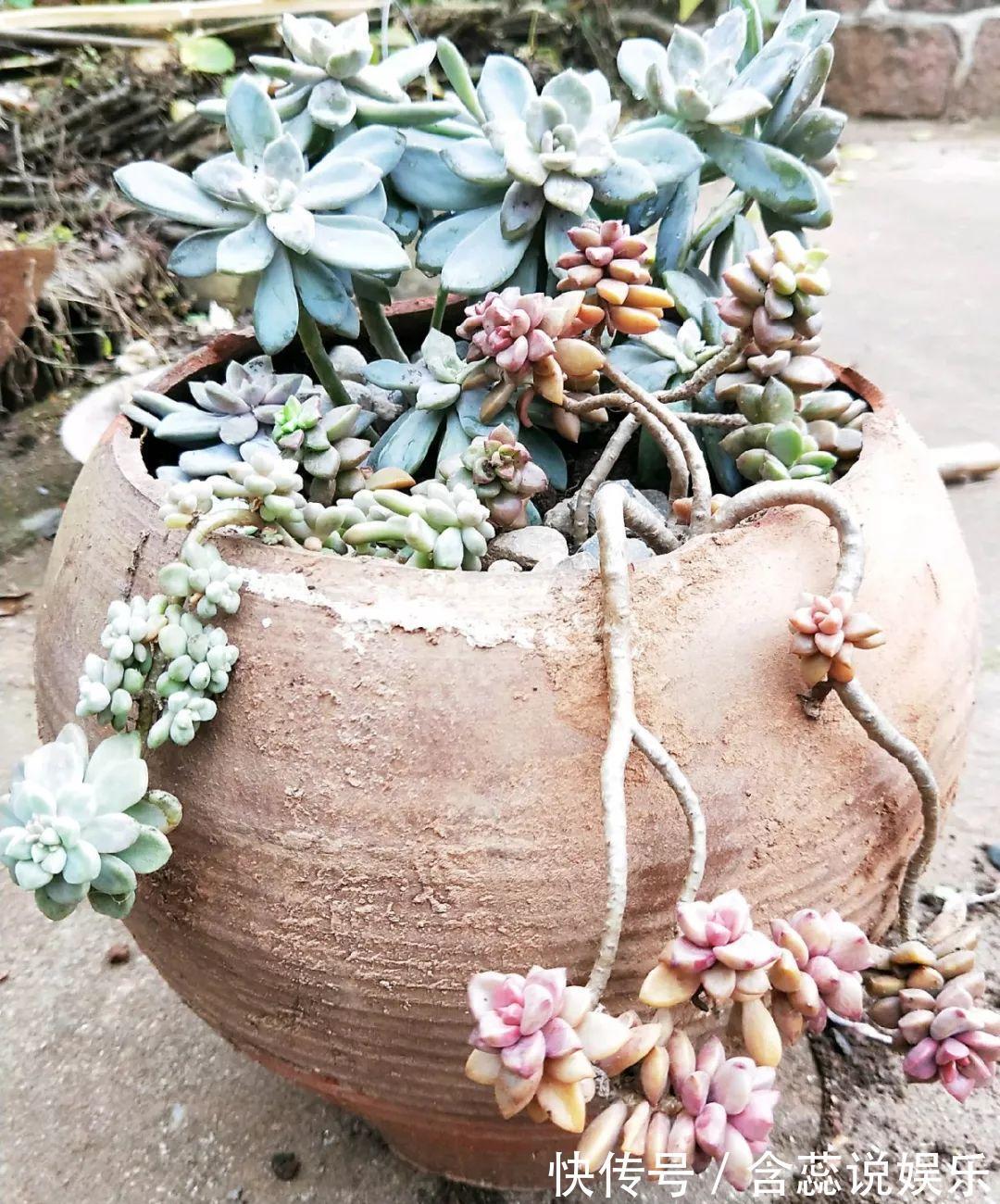 坛子|他用菜坛子种多肉，1分不花，呼呼长成“大米饭”！