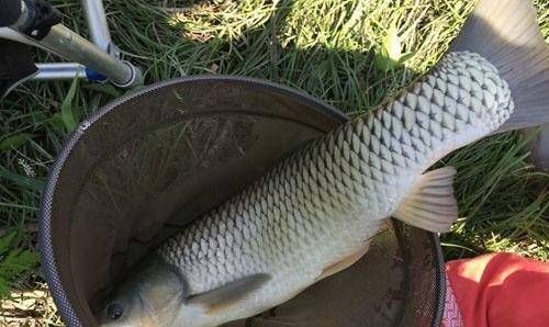 选择|经验丰富的老渔夫,大多用这种方式钓草鱼