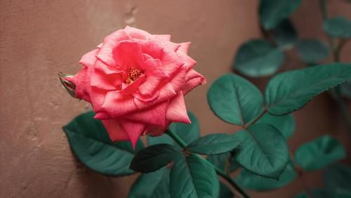 加仑盆|总有人抱怨,养不好盆栽的月季,做好6点,养好月季盆栽也很轻松