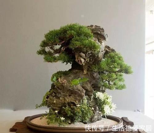 吻合处|盆景多珍贵,爱花的人都知道,不小心枝干折损,我们该怎么办