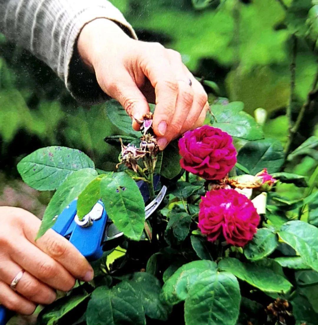 马虎|养花想要株型美,“修剪打顶”不能马虎,剪一枝,爆一枝