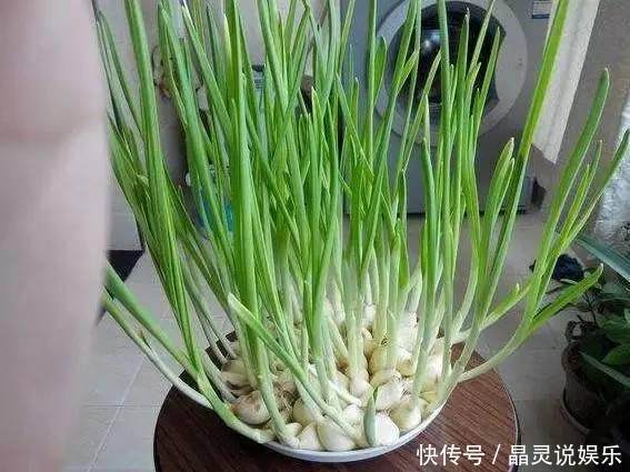 发芽|丢水里就能长得很好的6种蔬菜，比花美、比绿萝还好养！