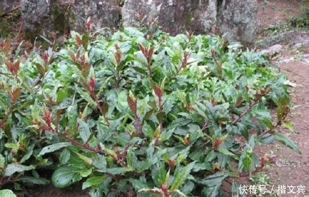 红甜菜|10种可家庭种植的优质养生野菜