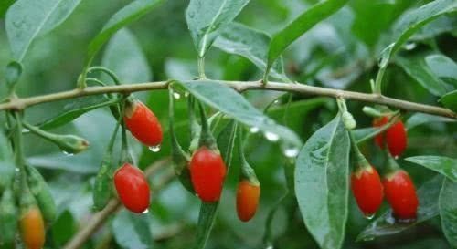 这几种花,养了就是赚到,花苞、果实、叶子都是好东西