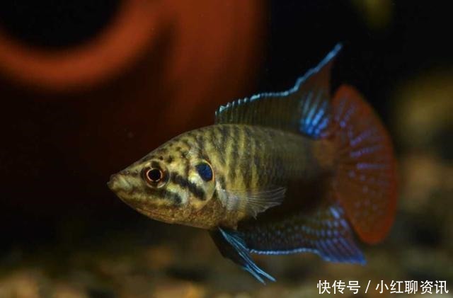 国内淡水鱼颜值最高的4种鱼,数量是越来越少了,你钓到过吗