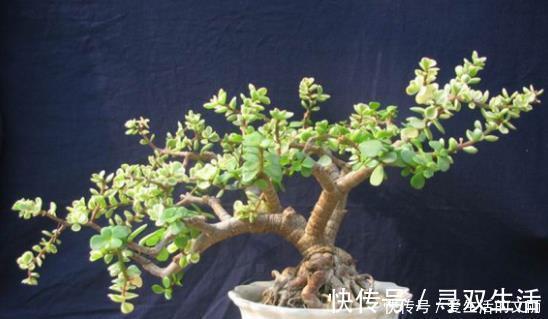 金枝玉叶|金枝玉叶剪根枝,插到土里就成活,1年长成小老桩,只需1个小技巧