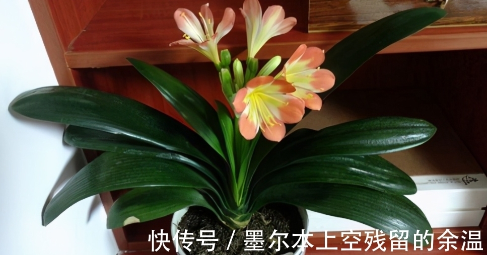 闲话君子兰和啤酒之间的关系、养护方法