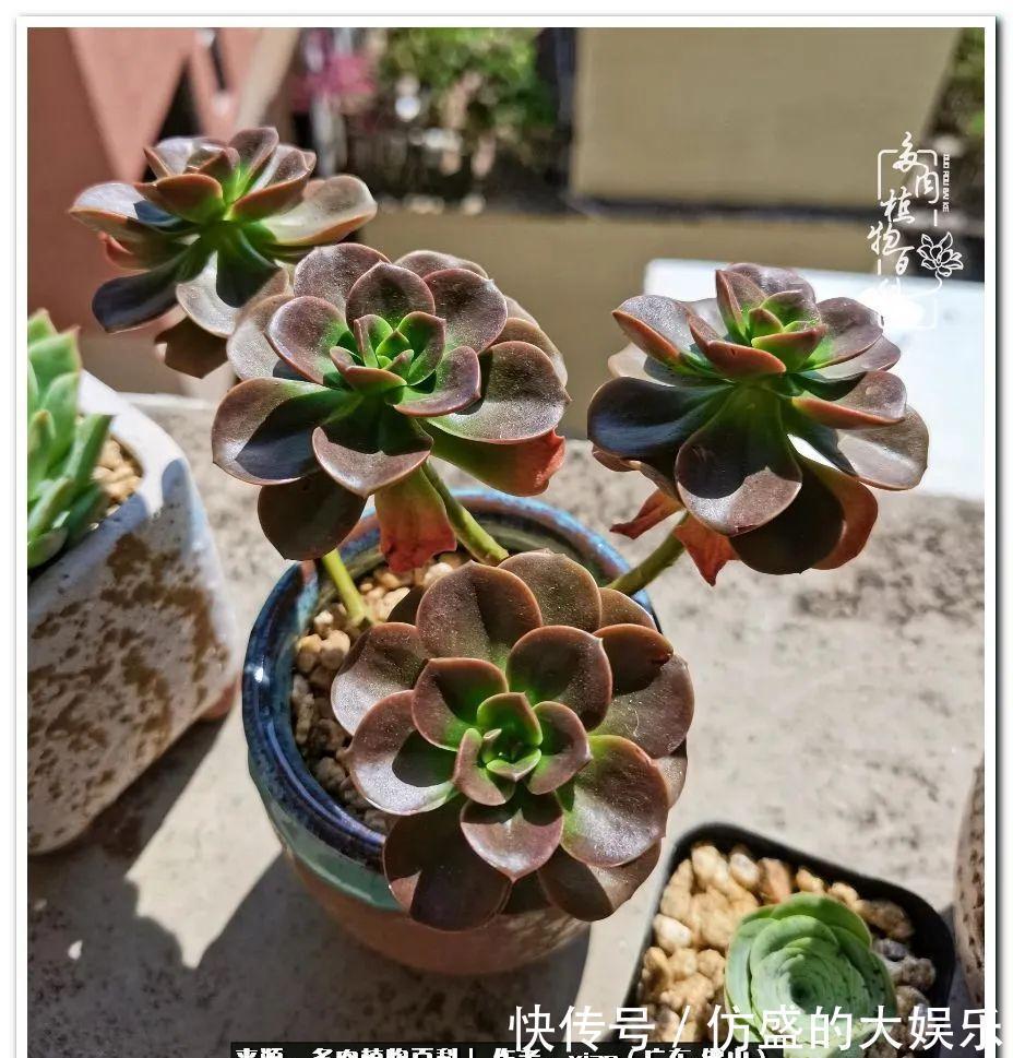 养多肉,慢慢来,我们一起沉淀再绽放!