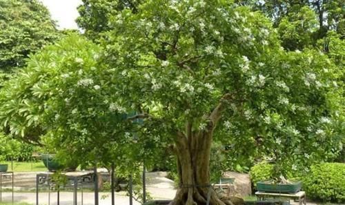 盆景|此花花香叶也香,枝叶四季常青,最适宜被修剪成盆景供人欣赏