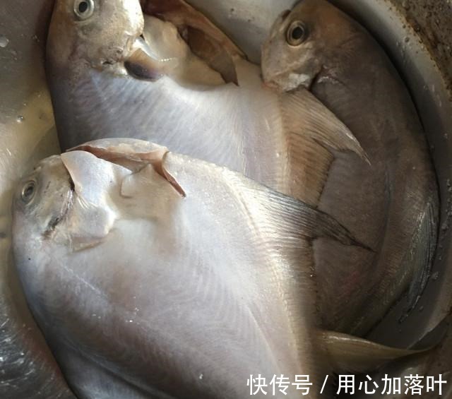 香煎小白鲳,操作简单味道鲜美!