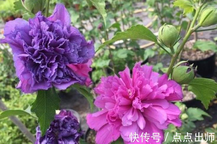 肥料|养花高手必备的5种“花肥”，新手想要养好花，家中常备错不了