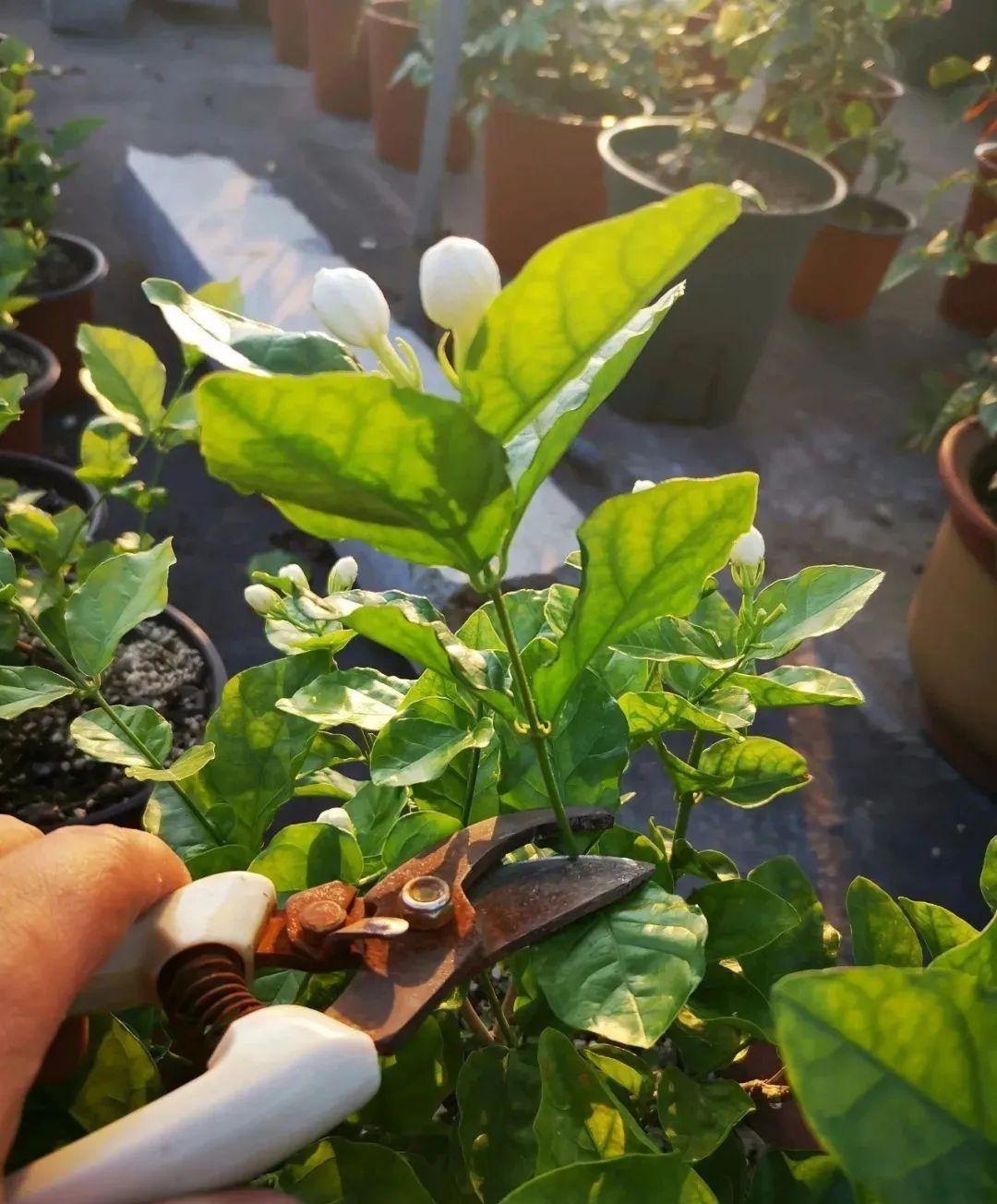 10种花,现在抓紧剪,更抗冻、好过冬!