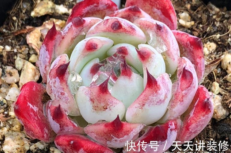 懂得|养多肉并非一定要用专用土,只要懂得配土我们自己DIY也是可以的
