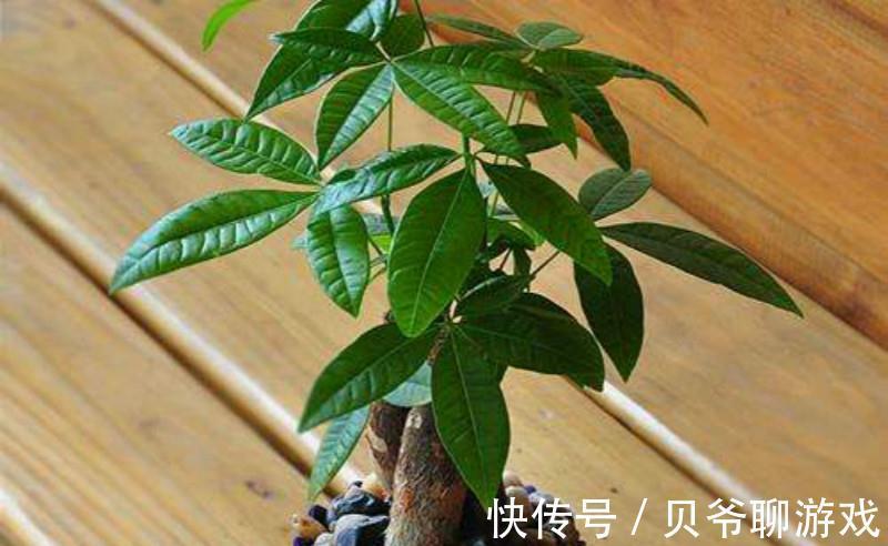 金边瑞香|此4种花,冬天再便宜也不要买,买一盆死一盆