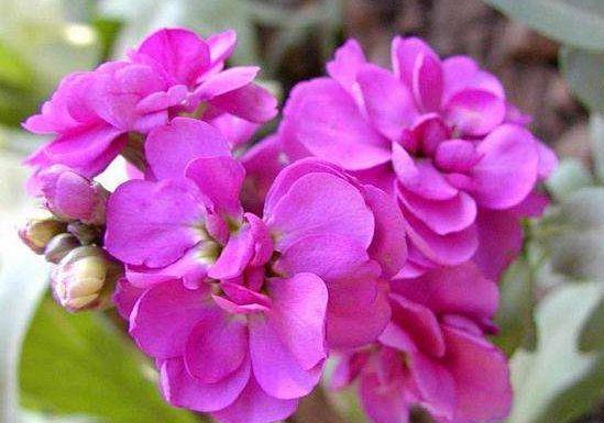 种花|4种花美得出奇,花期超级久,漂亮又好养