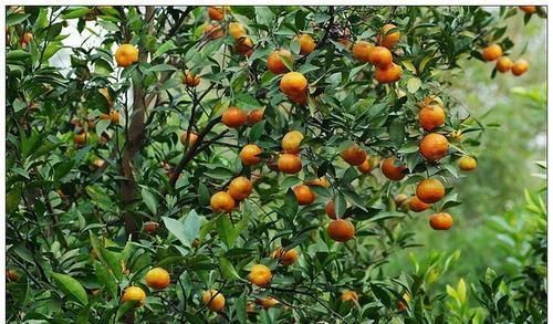 橘子树|家里万万要养这几种植物，能添加财运转好运，难怪有钱人都学着做