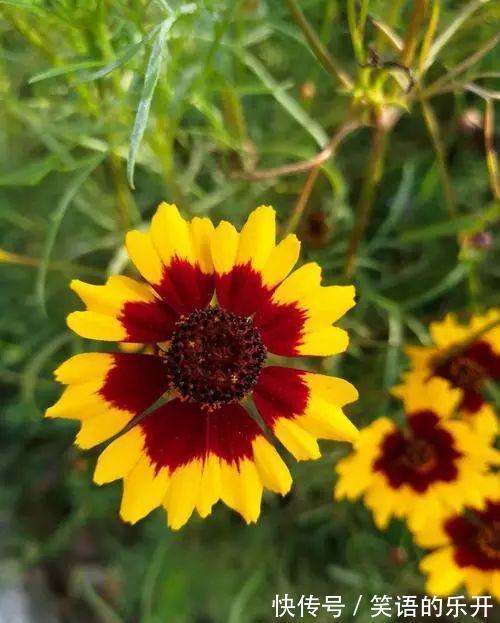 两色金鸡菊的红色斑块很有趣,咱们看到的是美,蜜蜂看到的是蜜!