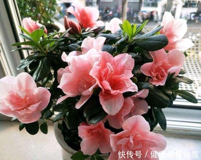 3种“酸水”养花必备,一月浇一次,绿的像刷漆,大花开不断!