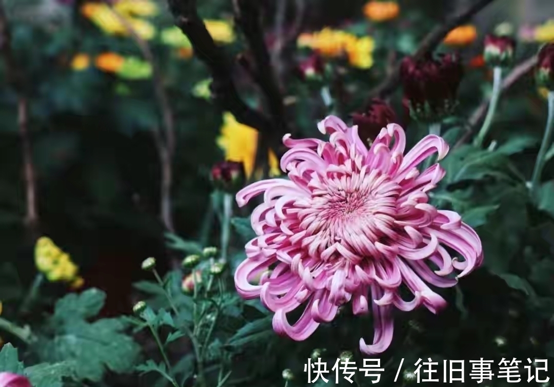 一年好景君须记|8首最美的菊花诗词！菊香十里，秋色满园，惊艳了整个秋天