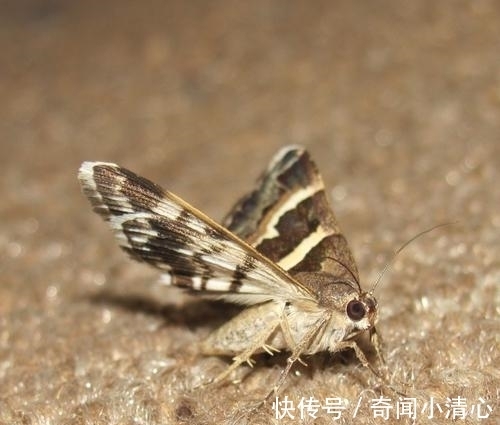 bug|这9条生活中的趣味冷知识，都听说过的一定是猎奇达人