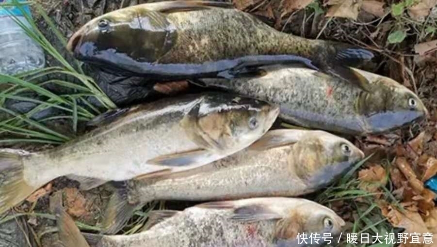 鲢鳙鱼|谁料这鲢鳙鱼钓法,难度不大,效果却出奇的好!现在用刚刚好