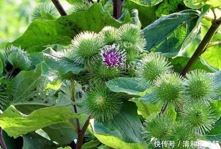 参之称|“它”有东洋参之称,在中国少有人吃,却被日本人吃成“高端货”