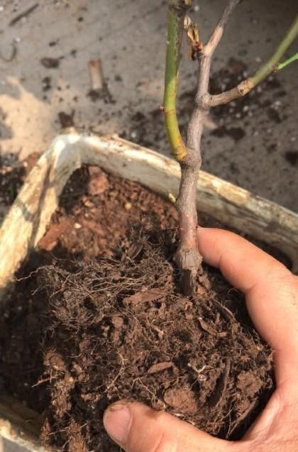 蓝妖|月季花移栽换盆,2个细节不能忽视,对植株生长非常有利