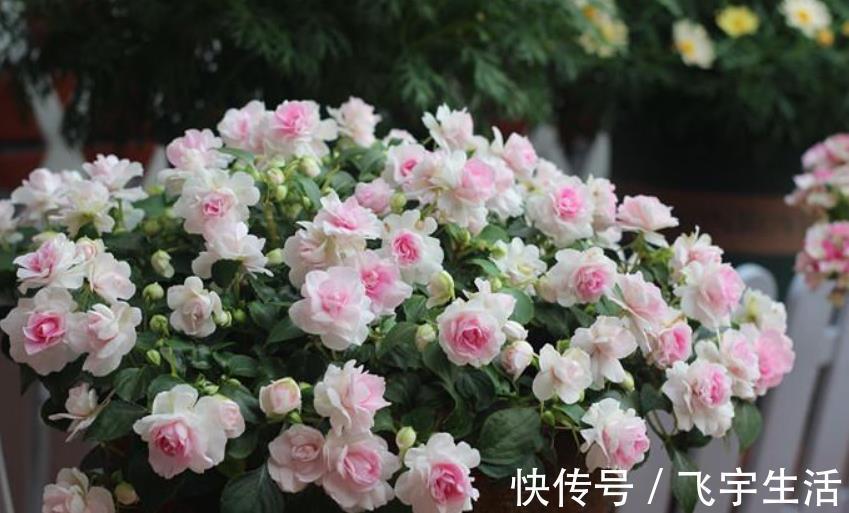 室内养花必备4种“水”，才能不黄叶、不烂根，啥花都敢养！