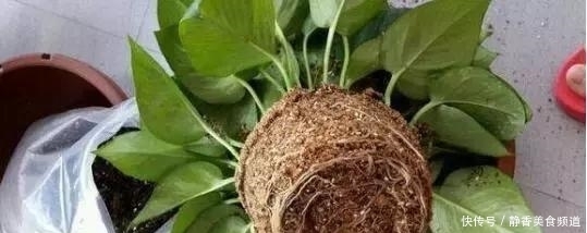 花盆|花卉换盆时,这些没做好,就等于白换了