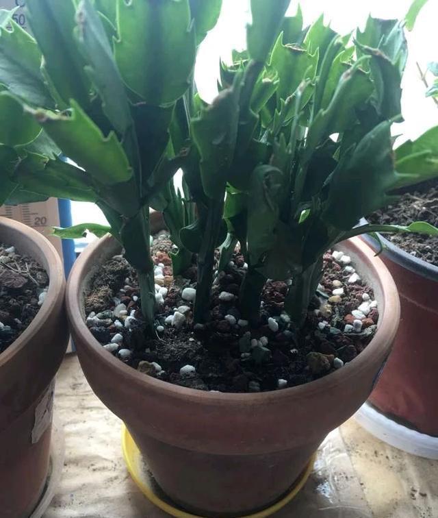 冷天,蟹爪兰有5怕,避开才能长满“钢片叶”,一年比一年开花多