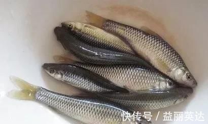 田沟里的麦穗鱼是怎样的一种鱼？有什么经济价值？