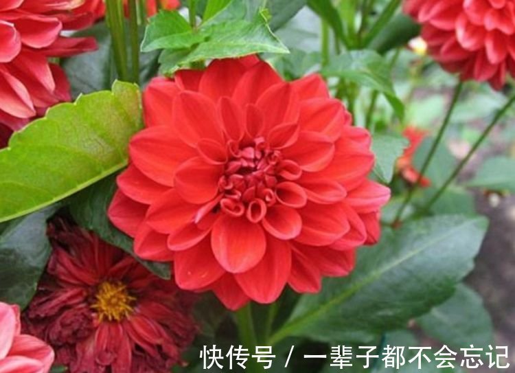 3种花适合新手养，不用费心，家里财运亨通，旺运一整年