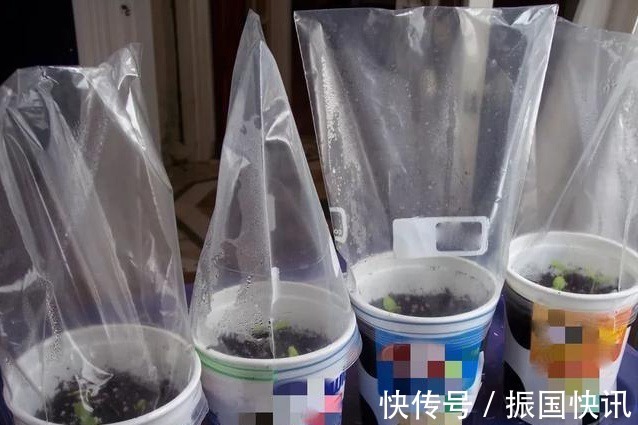 营养物质|大爷养花有“大讲究”用塑料袋闷2天，啥问题都没有，养啥旺啥